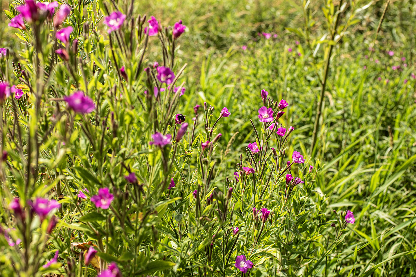 IMG_0240 Bewerkt Puur Agnes - Verliesbegeleiding
